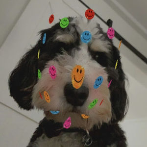 Meet your Posher, Mackenzie